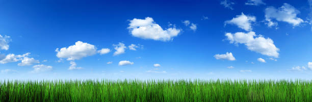 istock Grass and sky 52 Mpix XXXLarge panorama 172974991