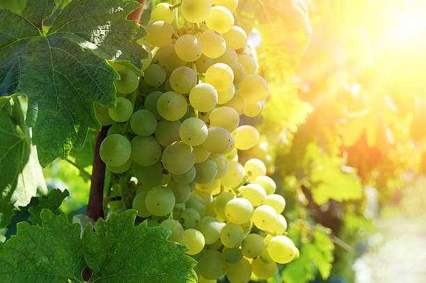 istock Cluster of green grapes with sunlight 172975053