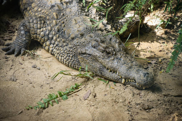 istock View on a crocodile in the nature 1729750616