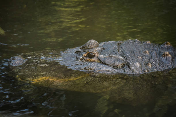 istock View on a crocodile in the nature 1729750635