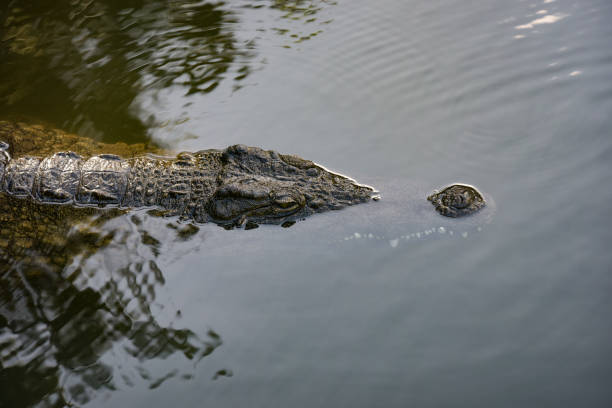 istock View on a crocodile in the nature 1729750641