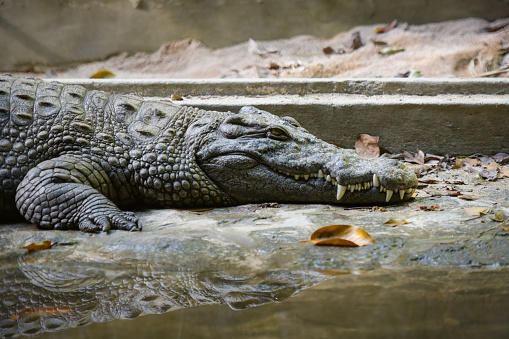 View on a crocodile in the nature in a park