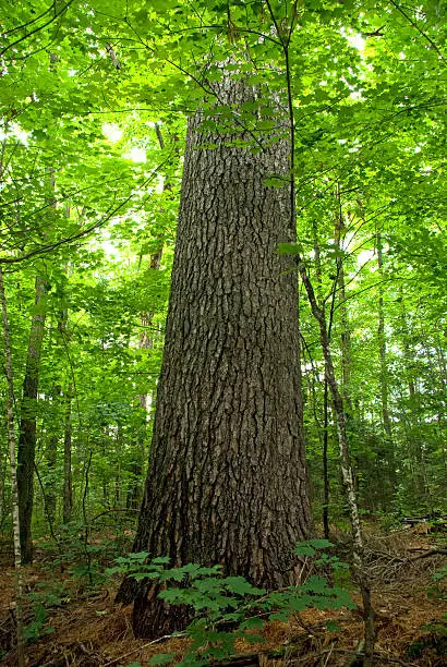 Photo of Old Growth Pine