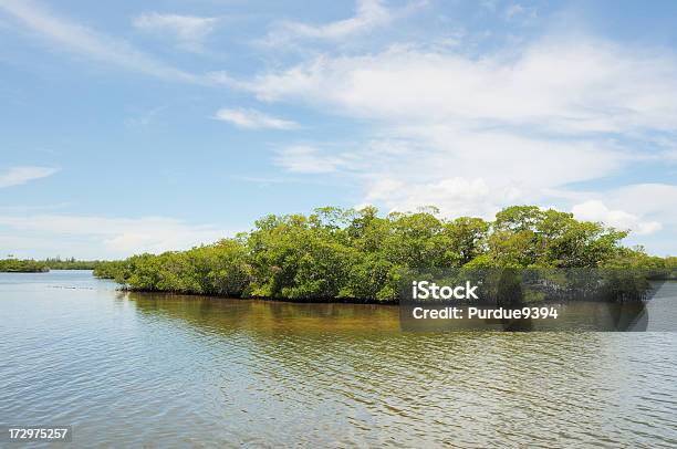Red Mangrove Island In San Carlos Bay Florida Stock Photo - Download Image Now - Florida - US State, Mangrove Tree, Beauty In Nature