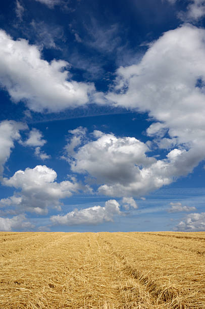 Champ de blé et ciel bleu - Photo