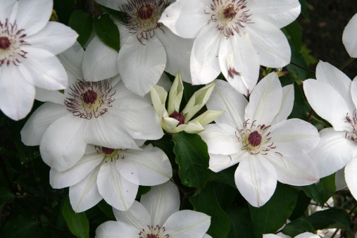 white clematis after rain