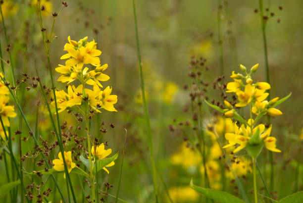 istock Yellow Loosestrife (Lysimachia vulgaris) 172975534