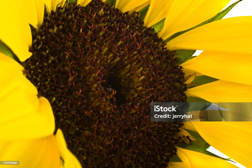 Sunflower macro Macro shot of a sunflower. Differential focus leaves sharp focus on the heart of the sunflower. Black Color Stock Photo