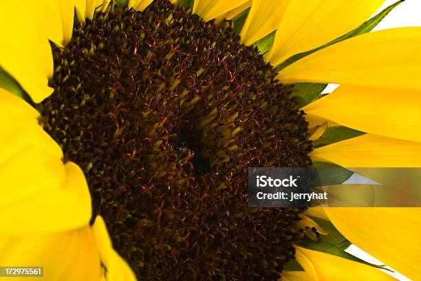 Sunflower Macro Stock Photo - Download Image Now - Black Color, Brown, Close-up