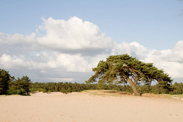 istock Drifting Sand: Doornspijkerzand 172975874