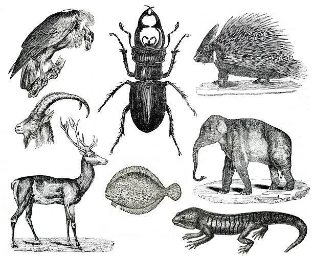 винтажный животных коллекция vol x - жук олень стоковые фото и изображения