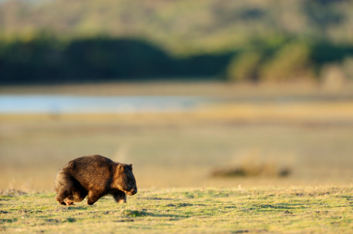 Wombat at Narawntapu national park in TasmaniaRelated images: