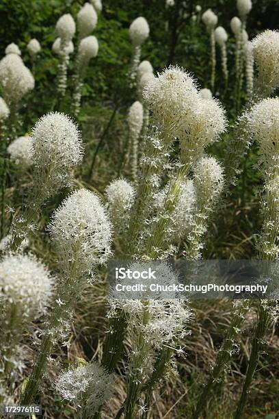 Bear Grass Xerophyllum Tenax Flowers Stock Photo - Download Image Now - Agricultural Field, Annual - Plant Attribute, Beargrass