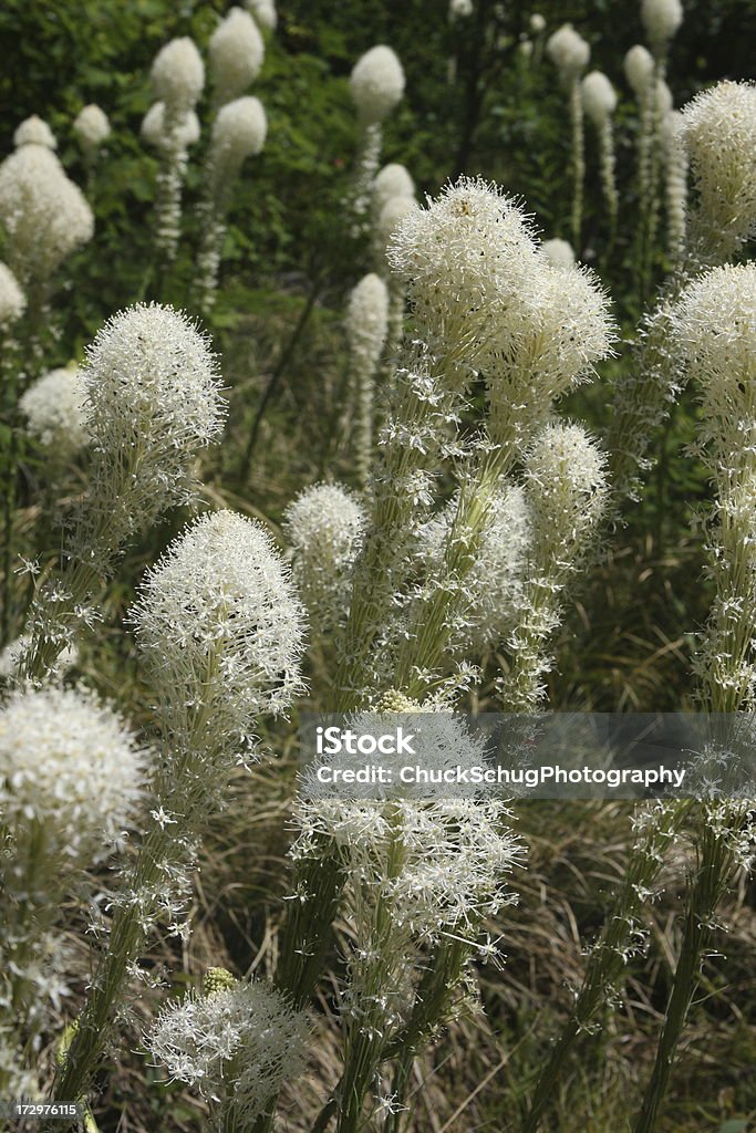 Bear relva Xerophyllum tenax Flores de - Royalty-free Ambiente vegetal Foto de stock