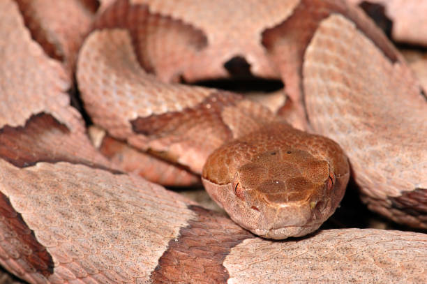 European Long-Nosed Vipers are one of the most dangerous vipers in Europe.