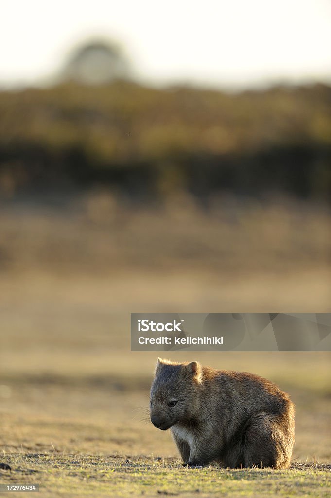 Wombat - Photo de Wombat libre de droits