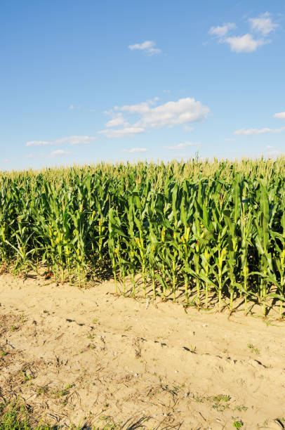istock Indiana Corn, Clouds, and Field in Summer 172976495