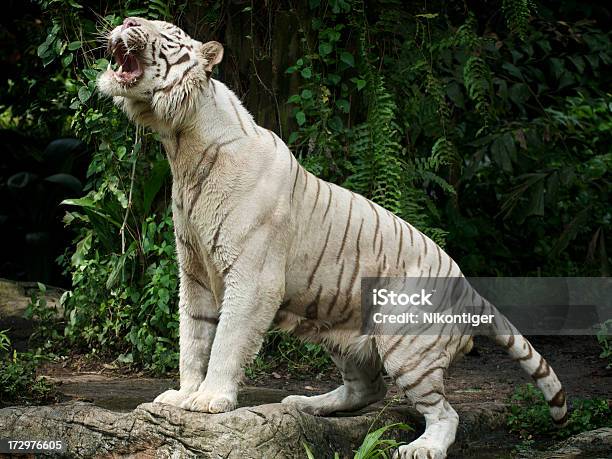 Tigre Branco Rugir - Fotografias de stock e mais imagens de Gato não domesticado - Gato não domesticado, Rugir, Velocidade