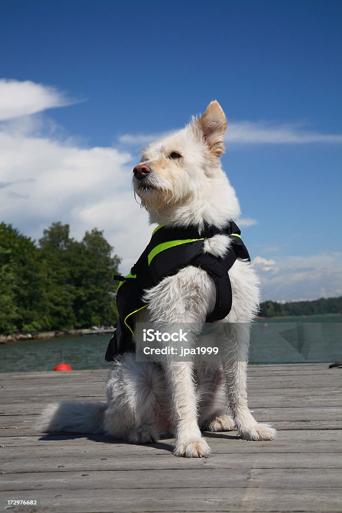 Dog wearing a life jacket Alert dog on a pier wearing a life jacket Alertness Stock Photo