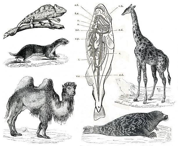 istock Vintage animals collection Vol IX 172976690