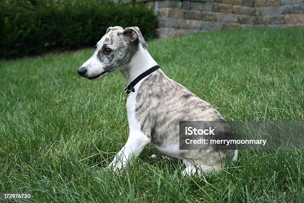 Whippet Cachorro Foto de stock y más banco de imágenes de Whippet - Whippet, Mosqueado, Cachorro - Perro