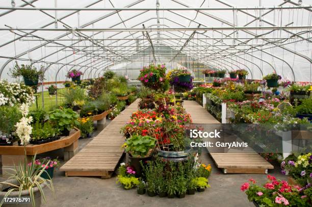 Interior Com Flores Ornamentais De Estufa - Fotografias de stock e mais imagens de Centro de Jardinagem - Centro de Jardinagem, Dentro, Interior