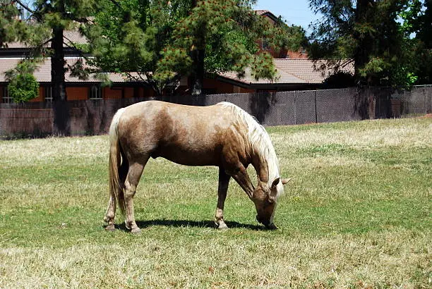 Palomino Gelding grazing in the pasture.Please review other pictures from my portfolio: