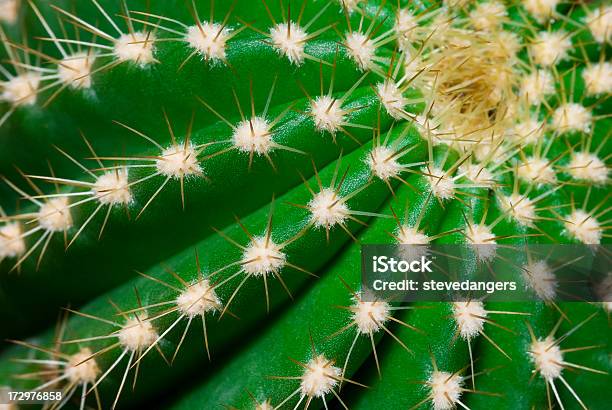 Photo libre de droit de Cactus Épines banque d'images et plus d'images libres de droit de Arizona - Arizona, Arts Culture et Spectacles, Buisson d'épines