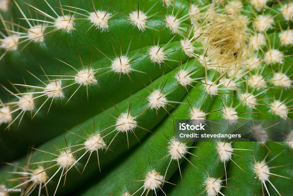 Cactus espinhos - Foto de stock de Afiado royalty-free