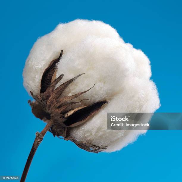 Cotone Boll - Fotografie stock e altre immagini di Germoglio - Germoglio, Pianta di cotone, Agricoltura