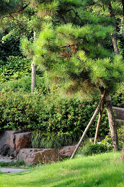 Pine Tree stock photo