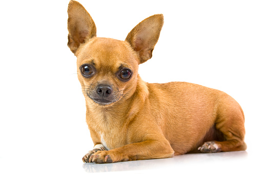 Nice specimen of brown chihuahua that sitting among the blades of grass.