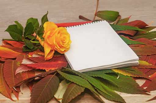 yellow rose and notebook with blank sheet of paper on colorful autumn leaf. Autumn mockup