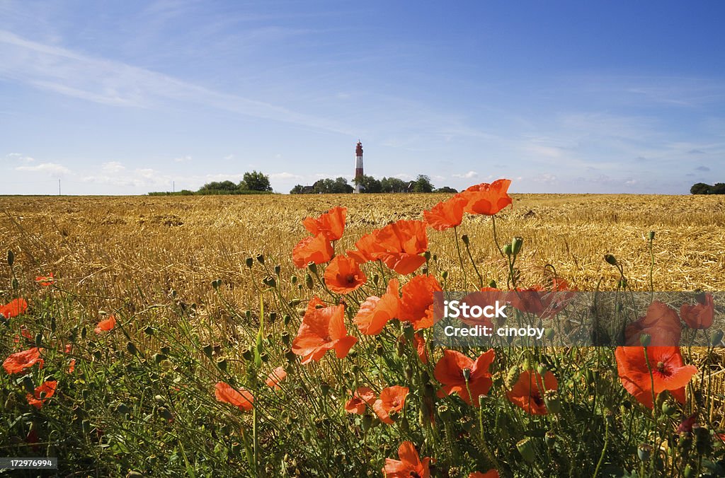 Lighthouse in Poppy - Fehmarn The Baltic Sea - Fehmarn Fehmarn Stock Photo