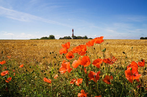 Lighthouse in Poppy - Fehmarn The Baltic Sea - Fehmarn opium poppy photos stock pictures, royalty-free photos & images