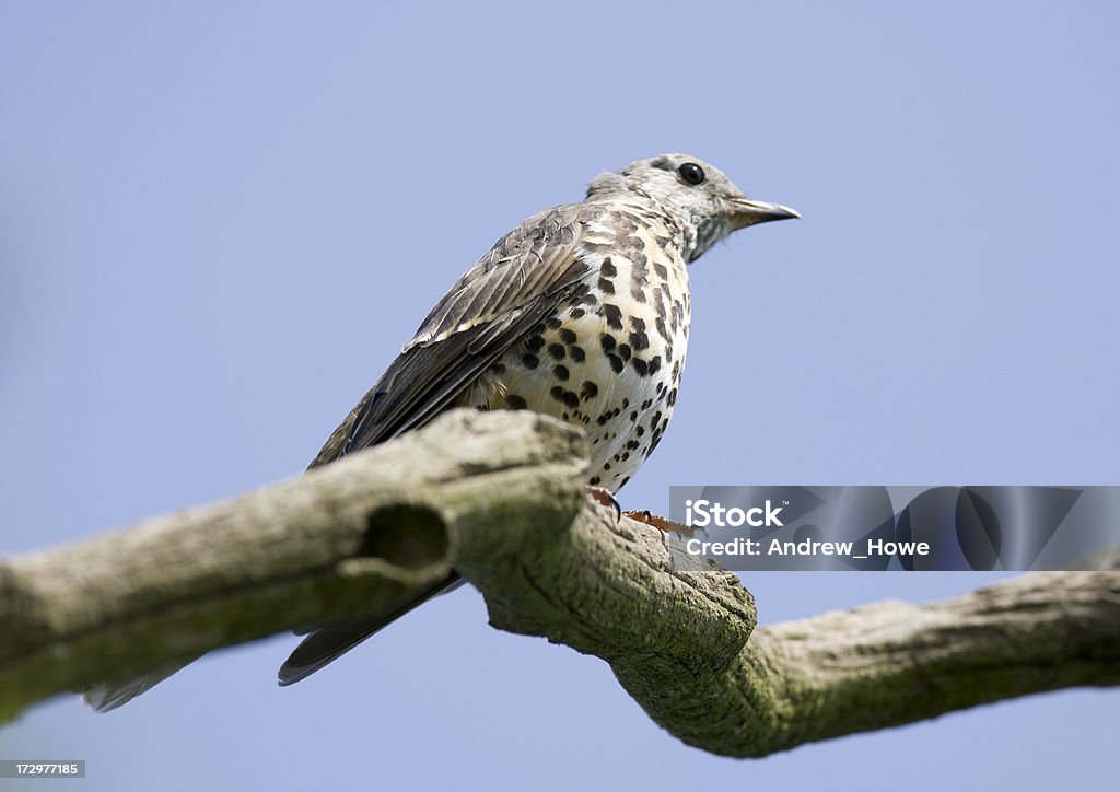 Mistle Drozd (Turdus viscivorus) - Zbiór zdjęć royalty-free (Bez ludzi)