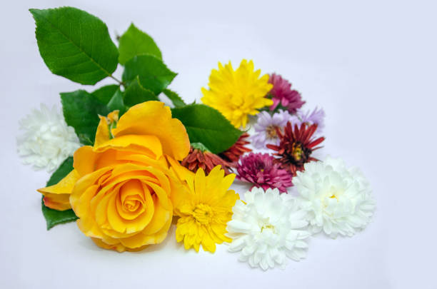istock yellow rose and colorful chrysanthemums on white isolated background, background with autumn flowers 1729772418