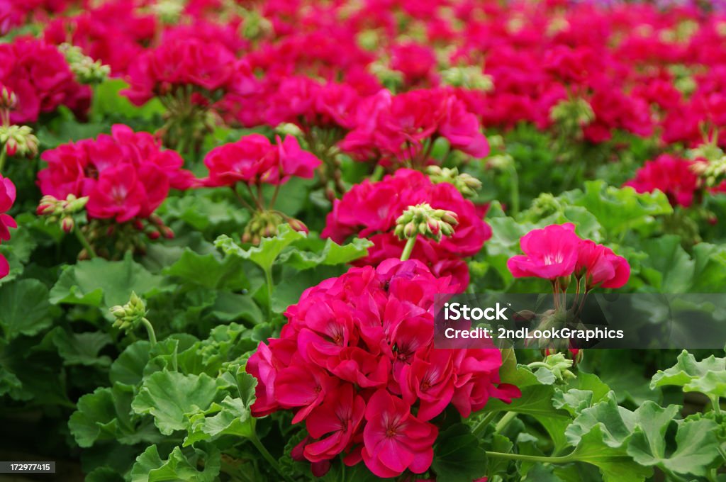 Bright Pink Geraniums im Gewächshaus - Lizenzfrei Geranie Stock-Foto