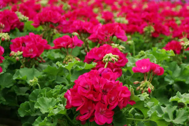 Photo of Bright Pink Geraniums in Greenhouse