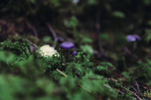 Scenic view of wild mushrooms growing in the dark green Scandinavian forest in the mountains of Norway during fall season