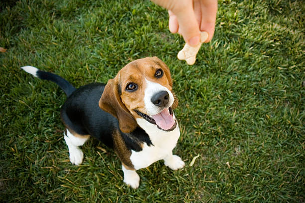 Beagle with treat Beagle happy to recieve treat. Shallow focus. dog biscuit photos stock pictures, royalty-free photos & images