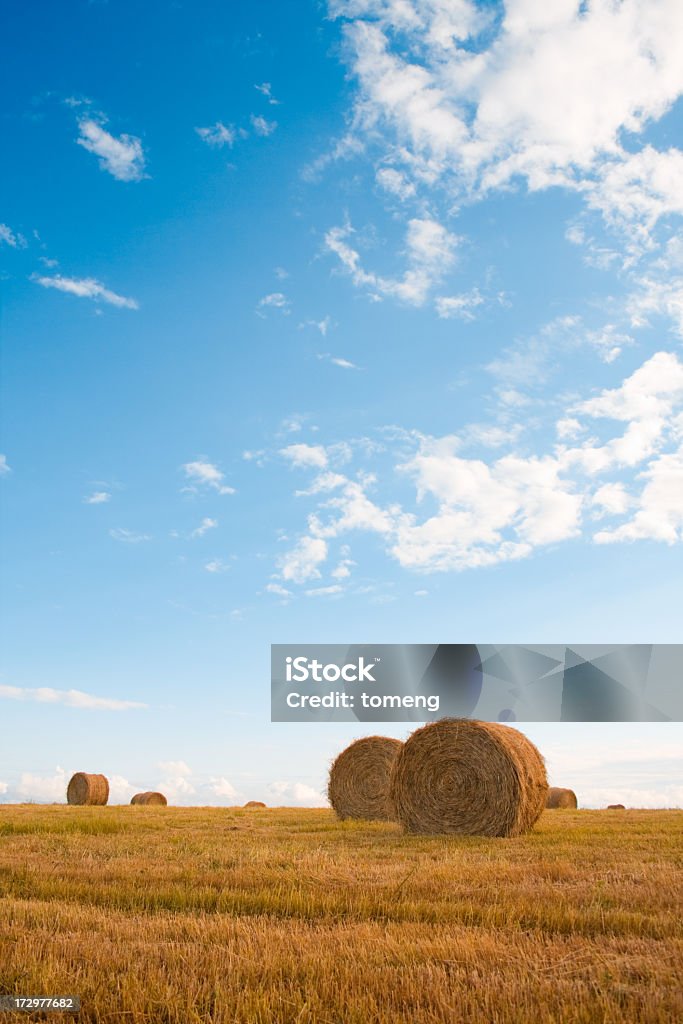 Bales of Hay in Field Field of freshly baled round hay bales. Agricultural Field Stock Photo