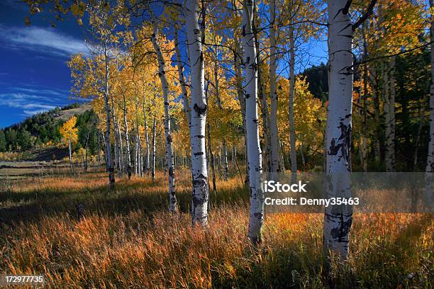 Boschetto Di Pioppi Nel Wyoming Autunno - Fotografie stock e altre immagini di Pioppo tremulo - Pioppo tremulo, Boschetto, Montagna