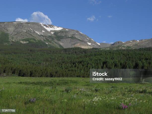 Mountain Forest Woods Glacier National Park Stock Photo - Download Image Now - Adventure, Awe, Backgrounds