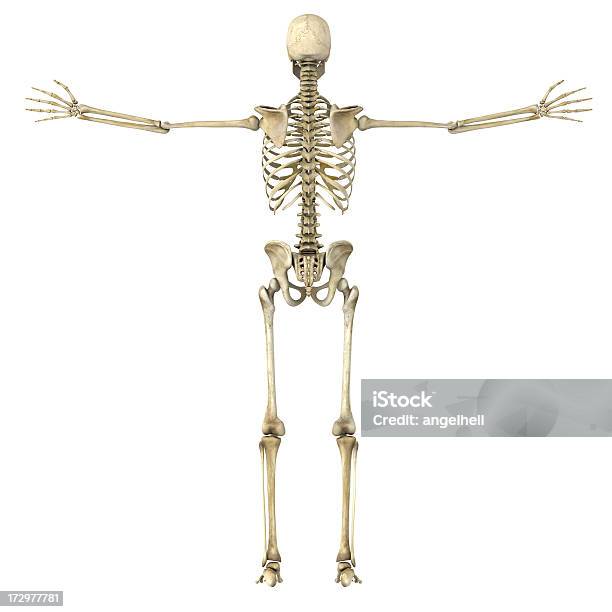 Foto de Completamente Esqueleto Humano e mais fotos de stock de Adulto - Adulto, Anatomia, Beleza