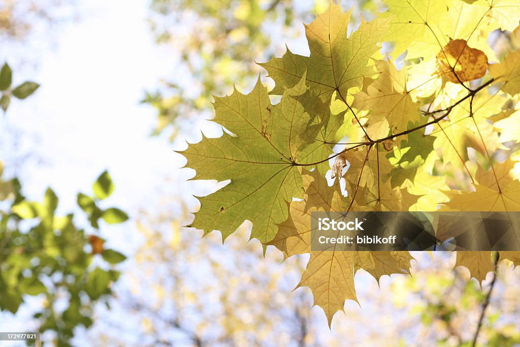 Feuillage d'automne - Photo de Couleur verte libre de droits