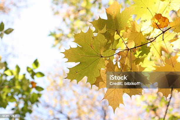 Folhagem Outono - Fotografias de stock e mais imagens de Cor verde - Cor verde, Folha, Parque público