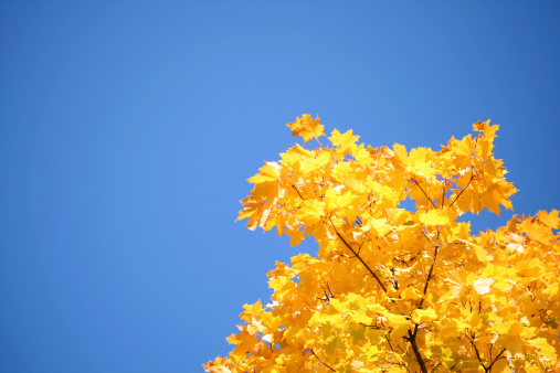 maple tree on sky background