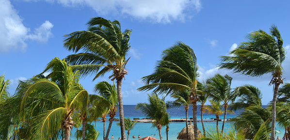 a beautiful beach full of palm trees on the coast of the island of Curacao in the Caribbean Sea