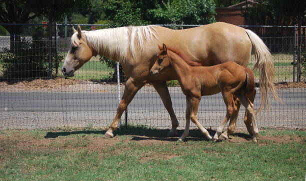 istock Palomino Mare and Foal 172978047